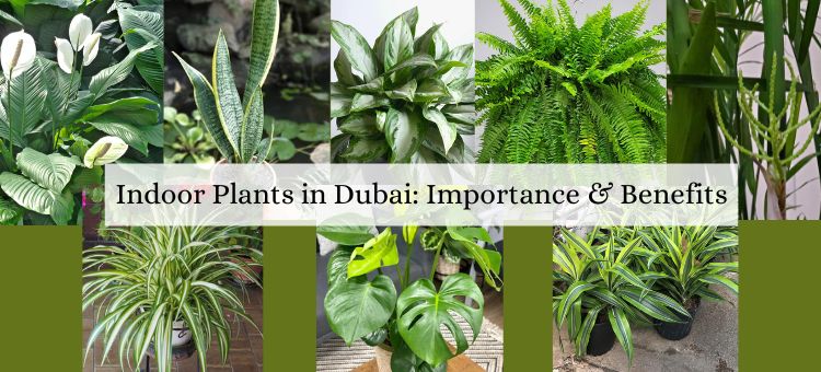 indoor plants in Dubai